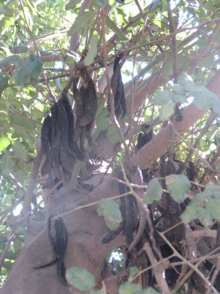 Carob tree - Gardenology.org - Plant Encyclopedia and Gardening wiki