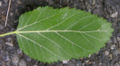 Underside of a leaf