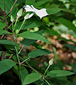 Thunbergia fragrans in Talakona forest, in Chittoor District of Andhra Pradesh, India.