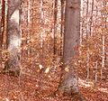 American Beech forest at Hoot Woods, Indiana; note fall color and silvery trunks