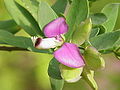Polygala myrtifolia (Milkwort) of the Polygalaceae