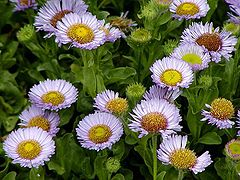 Erigeron glaucus 'Arthur Menzies'.