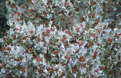 Desert holly, Atriplex hymenelytra