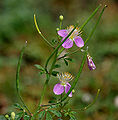 Cleome chelidonii