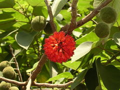 Paper Mulberry fruit, immature and mature