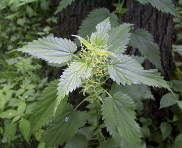 Stinging nettle - Gardenology.org - Plant Encyclopedia and Gardening wiki