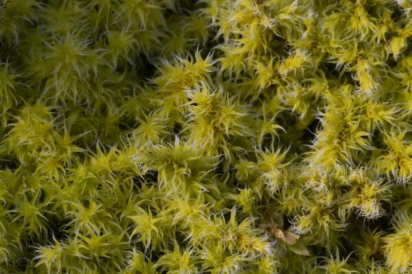 Moss - Gardenology.org - Plant Encyclopedia and Gardening wiki