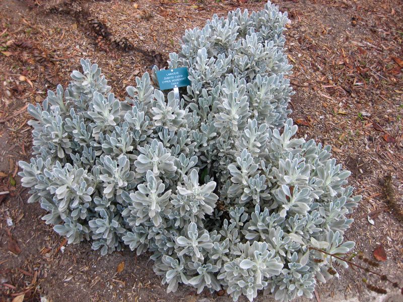 File:IMG 2506 ucla09.jpg