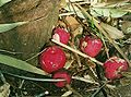 Acmena ingens fruit on the rainforest floor.