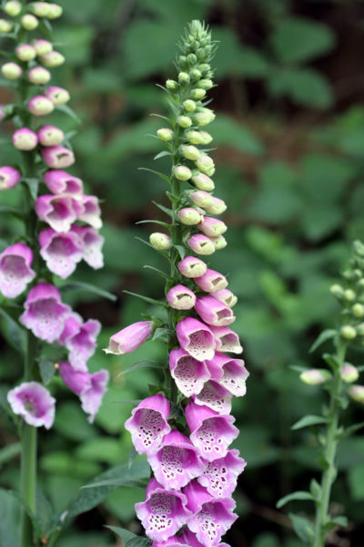 Digitalis - Gardenology.org - Plant Encyclopedia and Gardening wiki