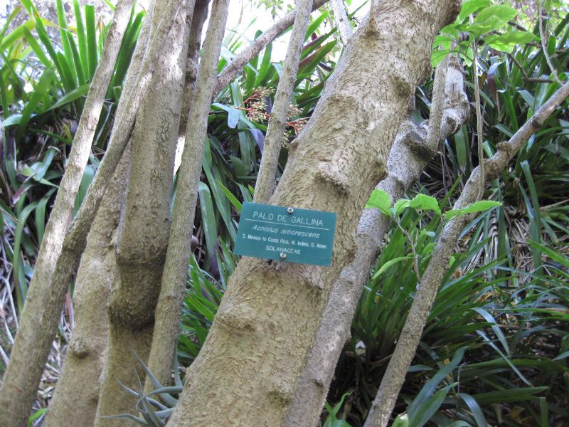 File:IMG 2452 ucla09.jpg