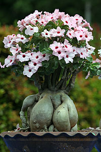 A plant showing the swollen basal caudex