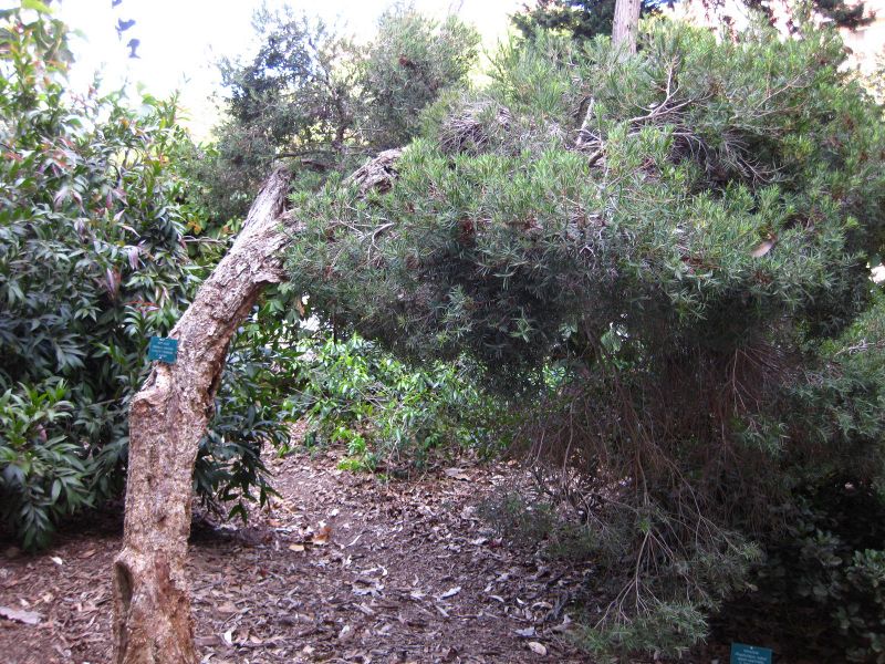 File:IMG 2558 ucla09.jpg