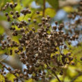 Dried Fruits at Kolkata, West Bengal, India