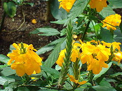 Crossandra infundibuliformis