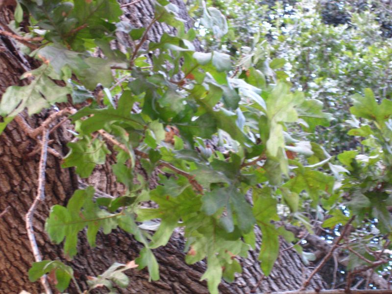 File:IMG 2563 ucla09.jpg