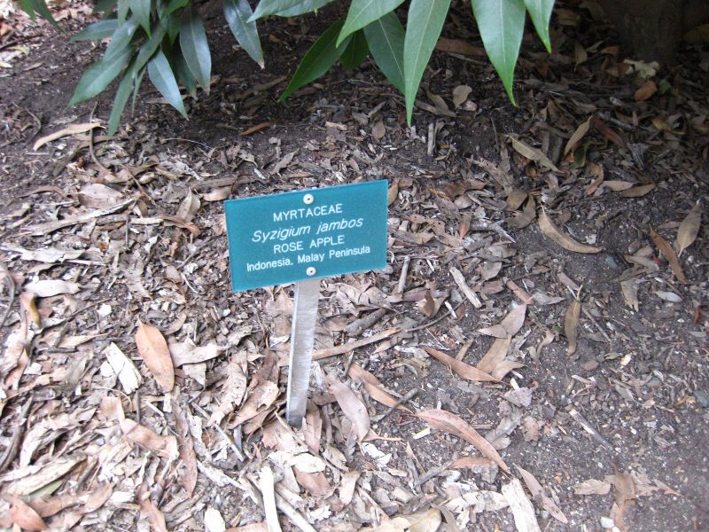 File:IMG 2549 ucla09.jpg