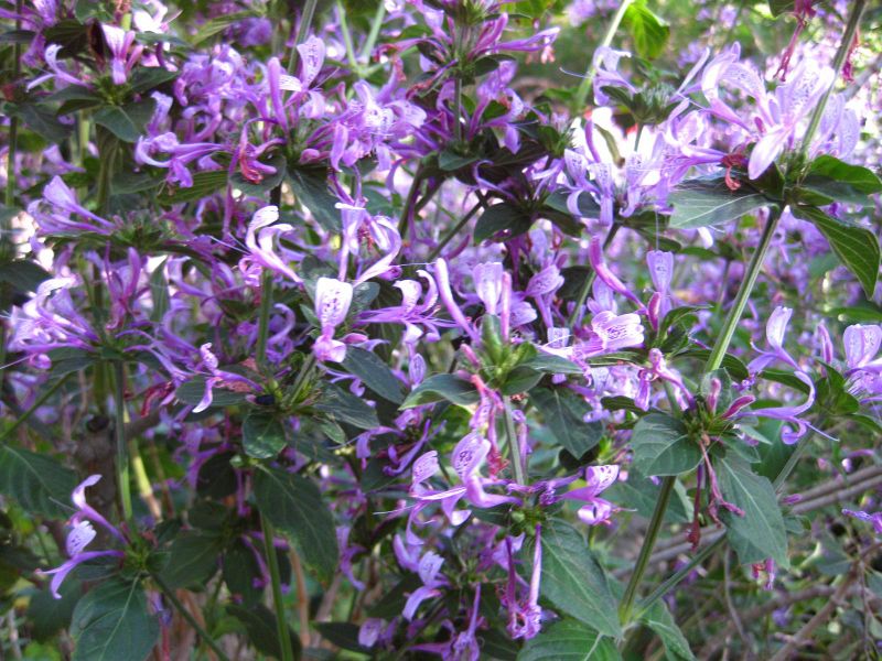 File:IMG 2656 ucla09.jpg