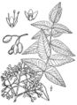 Zanthoxylum clava-herculis
