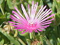 Delosperma cooperi