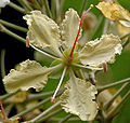 Bauhinia vahlii flower