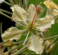 Bauhinia vahlii in Ananthagiri forest