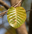 old leaf