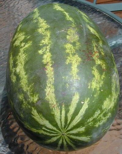 Watermelon - Gardenology.org - Plant Encyclopedia and Gardening wiki