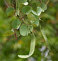 leaves & fruit pods