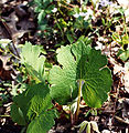 Bloodroot leaves grow rapidly after the flowers die and persist until late summer