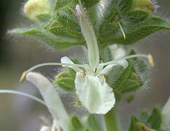 Salvia austriaca flower
