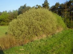 Salix cinerea subsp. cinerea