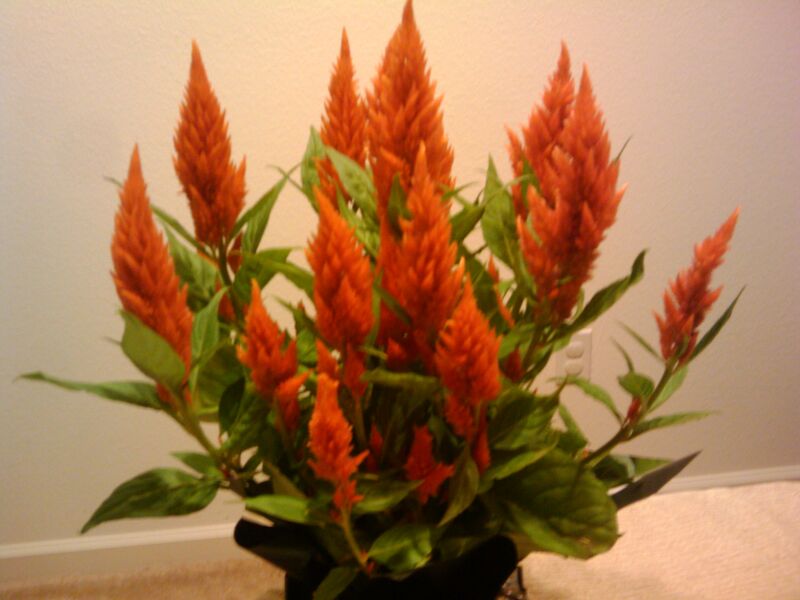 File:20091003055912!2009-10-02 19.57.23.jpg