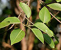 leaves in Hyderabad, India.