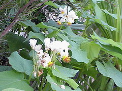 African hemp