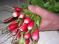 Harvested summer radishes.
