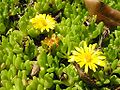 Delosperma nubigenum