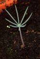A seedling of Maritime Pine with eight cotyledons