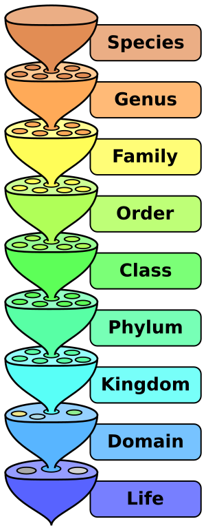 Scientific classification - Gardenology.org - Plant Encyclopedia and ...