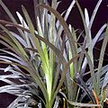 Ophiopogon