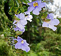 Thunbergia laurifolia in Goa, India.