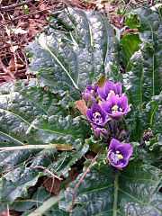 Mandragora plant
