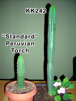 Two distinct forms of Peruvian Torch cactus