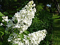 Syringa vulgaris 'Alba'