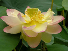 Nelumbo nucifera (Lotus)