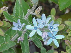 Tweedia caerulea, flowers