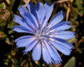 Cichorium intybus Photo: Bruce Marlin