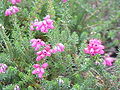 Erica cinerea Template:Tysp1