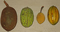 From left to right: T. grandiflorum, T. bicolor, T. speciosa, T.cacao