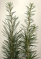 Cedrus deodara needles